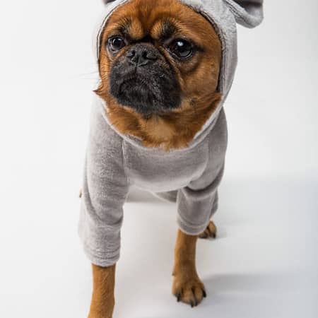 Cute little puppy sweater